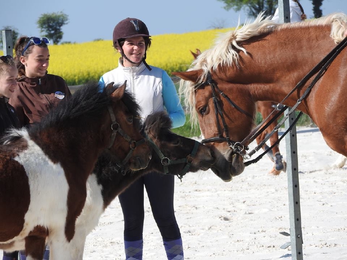 Une poule sur la terrasse du gîte du moineau