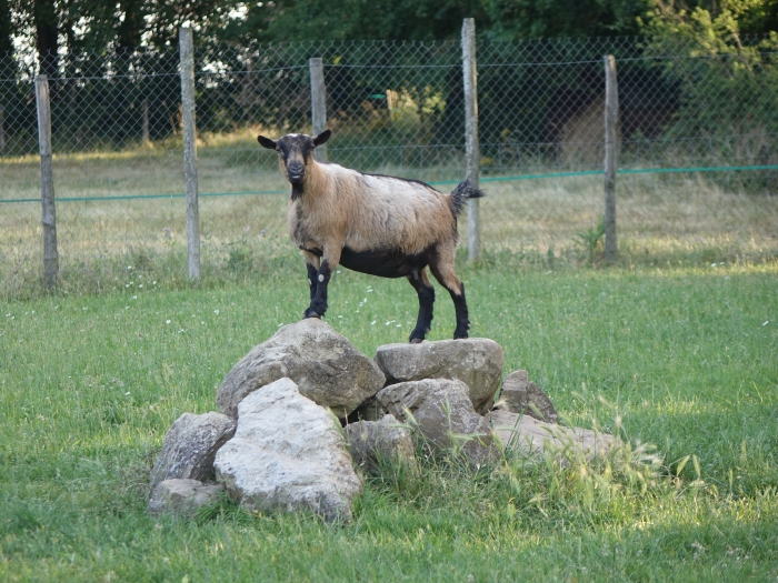Une chèvre sur le roc du parc des gîtes du domaine de chante-oiseau en charente