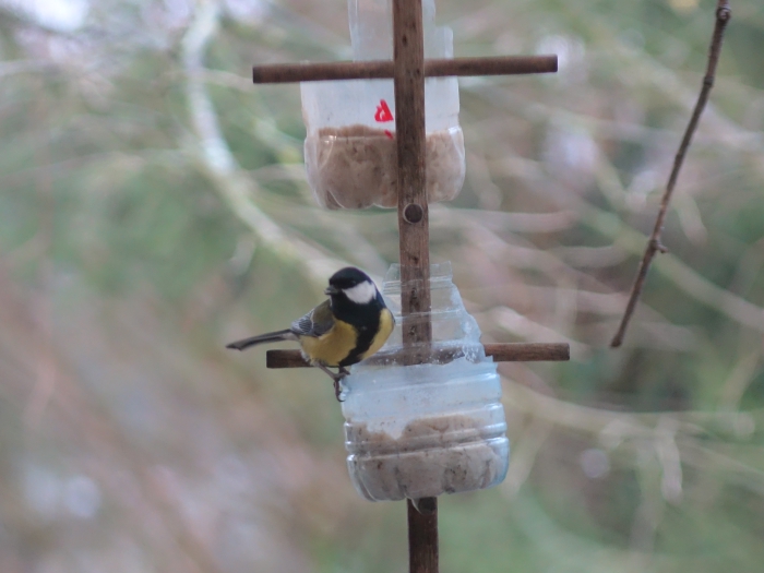 Un oiseau endémique de la Charente